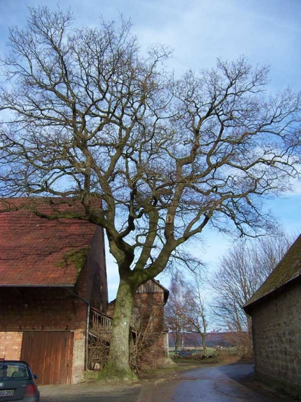 Bild 1 von Eiche am Hof Hundsberg